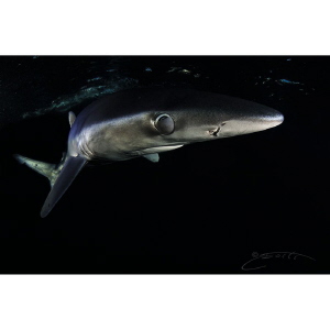 ~ Midnight ~

A Blue Shark pulls over a protective memb... by Geo Cloete 